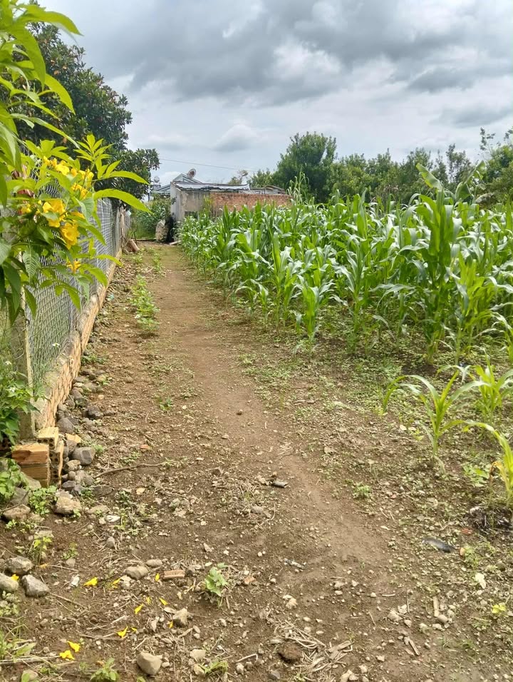 Đất nền Tân Văn 500m² giá 1.7 tỷ - Sổ đỏ chính chủ, vị trí đẹp!