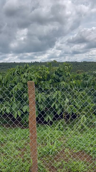 Đất nền 9 sào thôn Đoàn Kết, xã Ea Tân, giá 3.1 tỷ - Cơ hội đầu tư hiếm có!