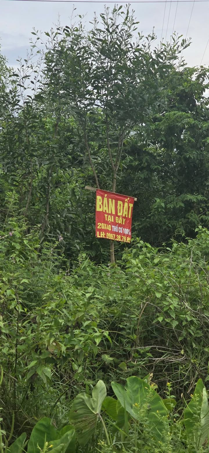 Đất nền 715m² thổ cư xã Khánh Tây, Đức Hòa, Long An - Cần bán gấp!