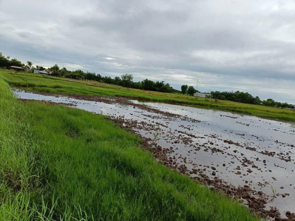 Đất Bến Long Tân Mỹ 7500m² giá 5.6 tỷ - Sổ đỏ chính chủ, thương lượng ngay!