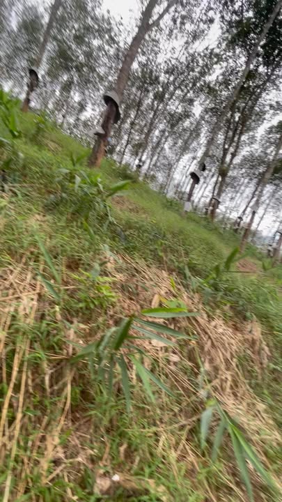 Đất rẫy Tân Cảnh, Đắk Tô 16.000m² giá 1.4 tỷ - Cơ hội đầu tư hấp dẫn!