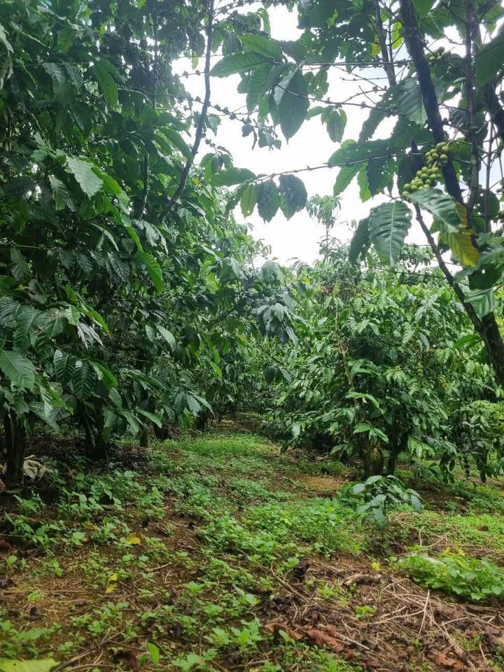 Đất nền Bảo Lộc 9300m² giá 4.3 tỷ - Đường ô tô vào tận nơi!