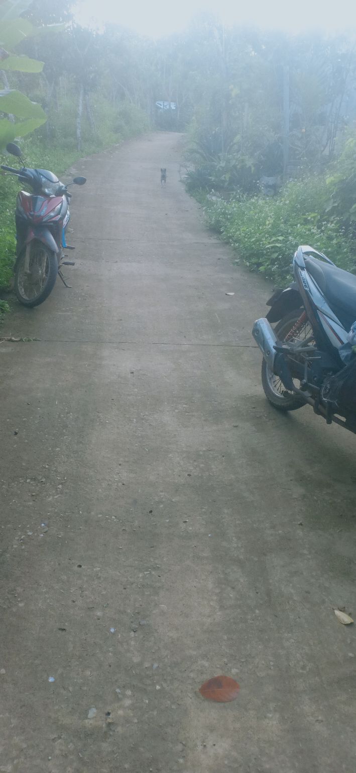 Đất vườn Chiềng Sinh 2000m² giá chỉ 150 triệu - Cơ hội đầu tư tốt!