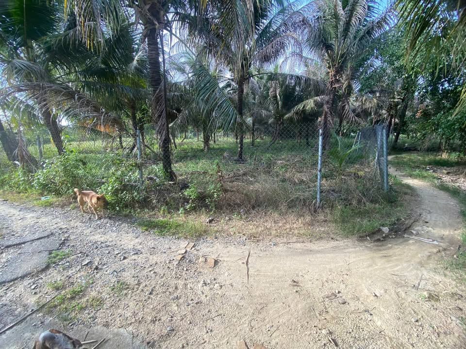 Đất vườn Nha Trang 1300m² giá 7.5 tỷ - Vị trí đắc địa, cơ hội đầu tư hấp dẫn!