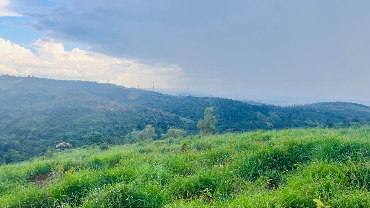 Farm 4,5ha sầu riêng tại Cư Né, Krông Búk - Giá chỉ 45 tỷ VND, sẵn sàng thu hoạch!