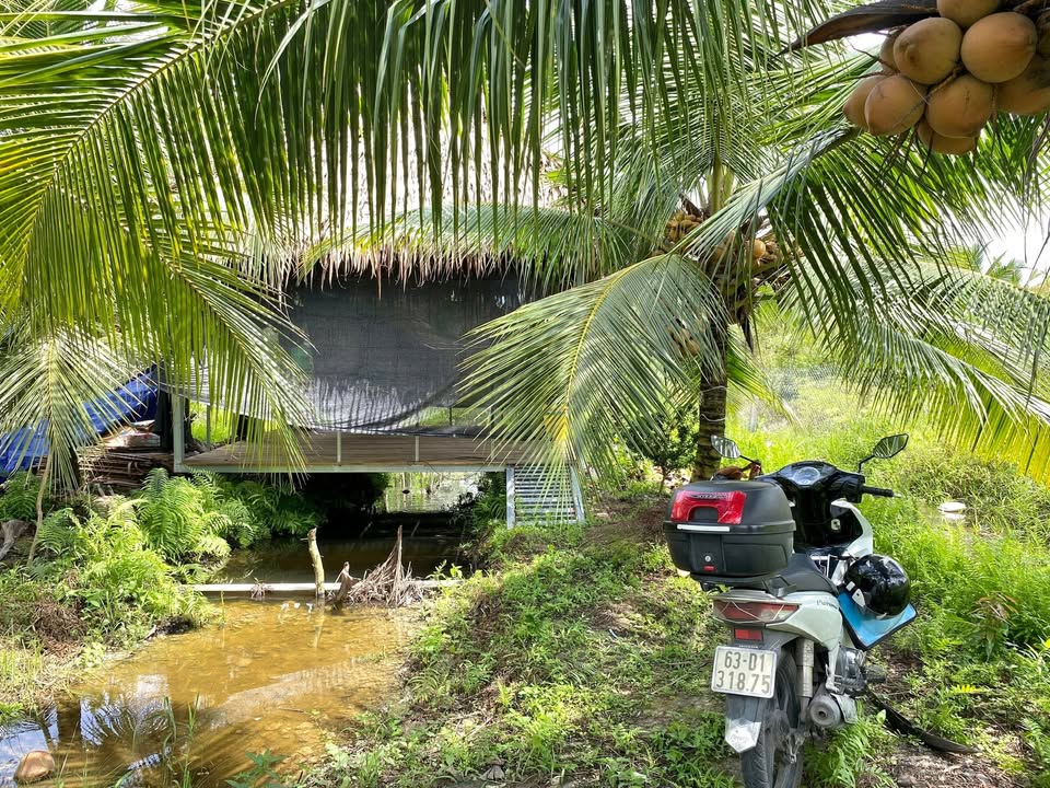 Đất vườn 572.7m² phường Mỹ Phước Tây - Giá chỉ 2.7 tỷ thương lượng!