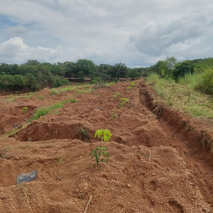 Đất nông nghiệp 1,4ha tại Tân Lợi, Đồng Phú - Giá chỉ 2,8 tỷ!