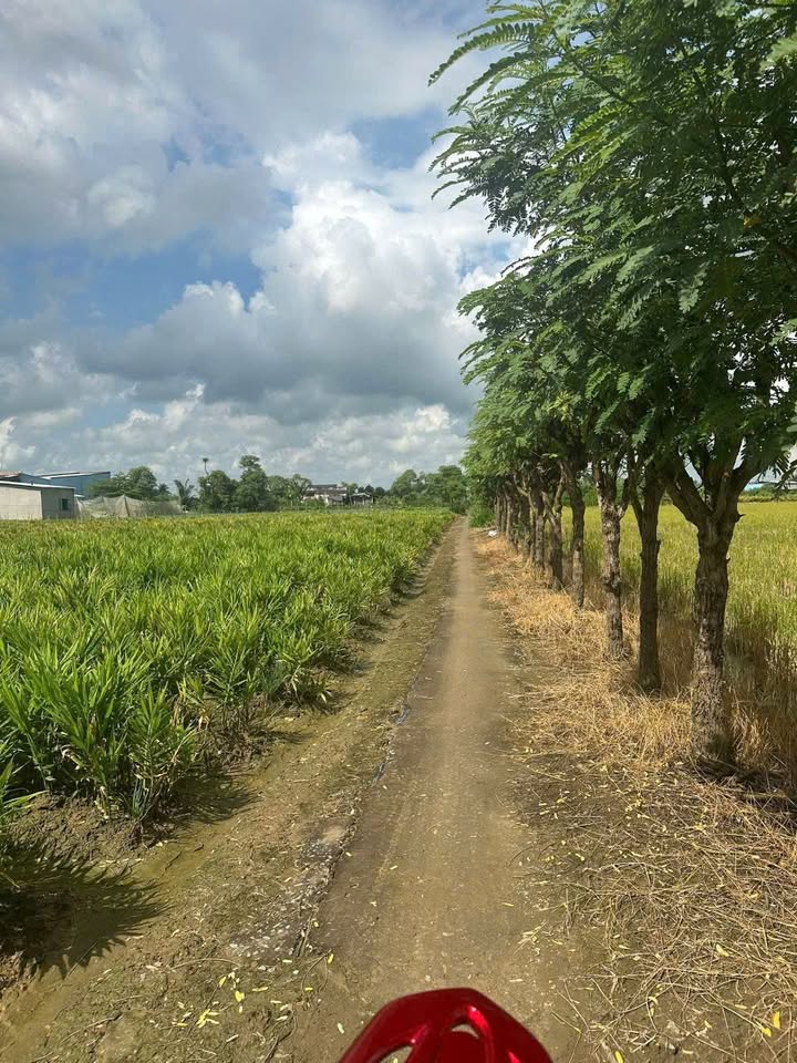 Đất nền Gò Công Đông 480m² giá 4.8 tỷ - Vị trí đắc địa gần khu công nghiệp