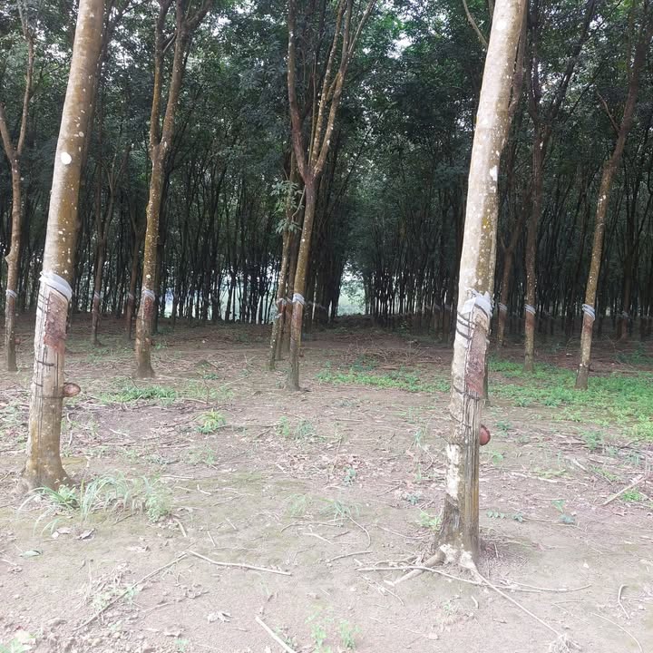 Đất farm Tiến Hưng Đồng Xoài 3ha giá 27 tỷ - Cơ hội đầu tư sinh lời!