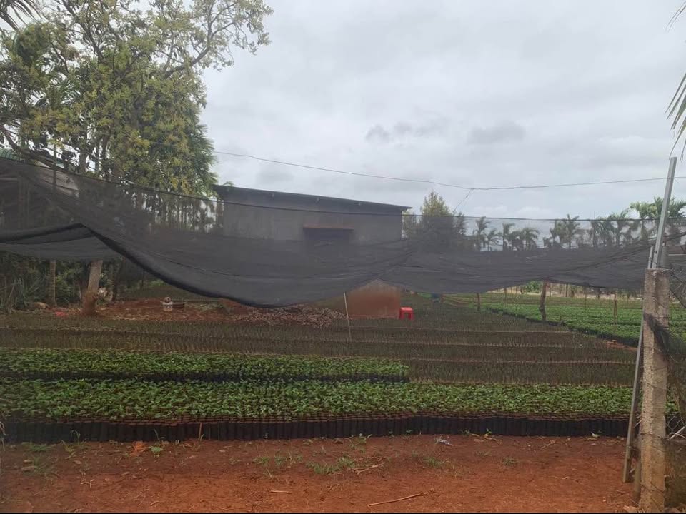 Đất Farm 3.6 sào tại Ea Pôk - Giá 925 triệu/sào - Đầu tư lý tưởng!