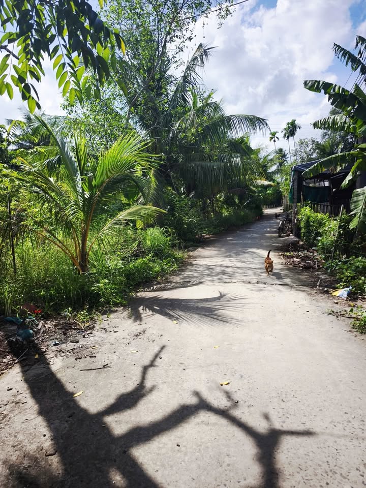 Đất + Nhà cấp 4 Thường Thạnh 390m² giá 1.699 tỷ - Sẵn sàng vào ở ngay!