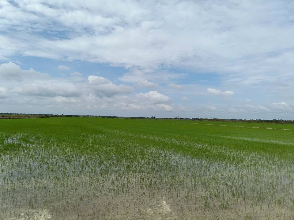 Đất nông nghiệp 600.000m² xã Phú Mỹ, huyện Giang Thành - Giá chỉ 51 tỷ VND!