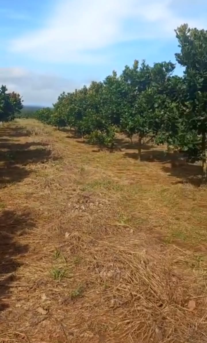 Đất nông nghiệp 1,5ha Long Bình - Phú Riềng giá 1,4 tỷ - Đất bằng phẳng như sân bay!