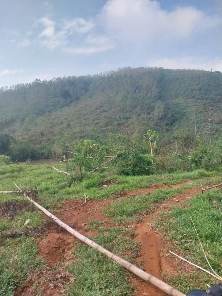 Bán lô đất rừng sản xuất 8ha tại xã Thanh Kỳ - Đất thịt keo sắp thu hoạch giá thỏa thuận!