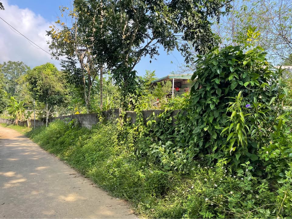 Đất nền Phường Tân Hòa, Phú Thọ 290m² giá chỉ 7xx triệu - Mặt tiền 14m thuận lợi!