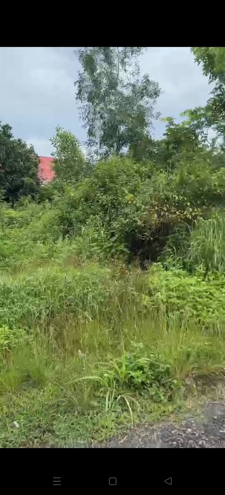 Đất nền tại Tân Thông Hội, Củ Chi 130m² giá 2.3 tỷ - Sổ đỏ chính chủ, xây dựng tự do!