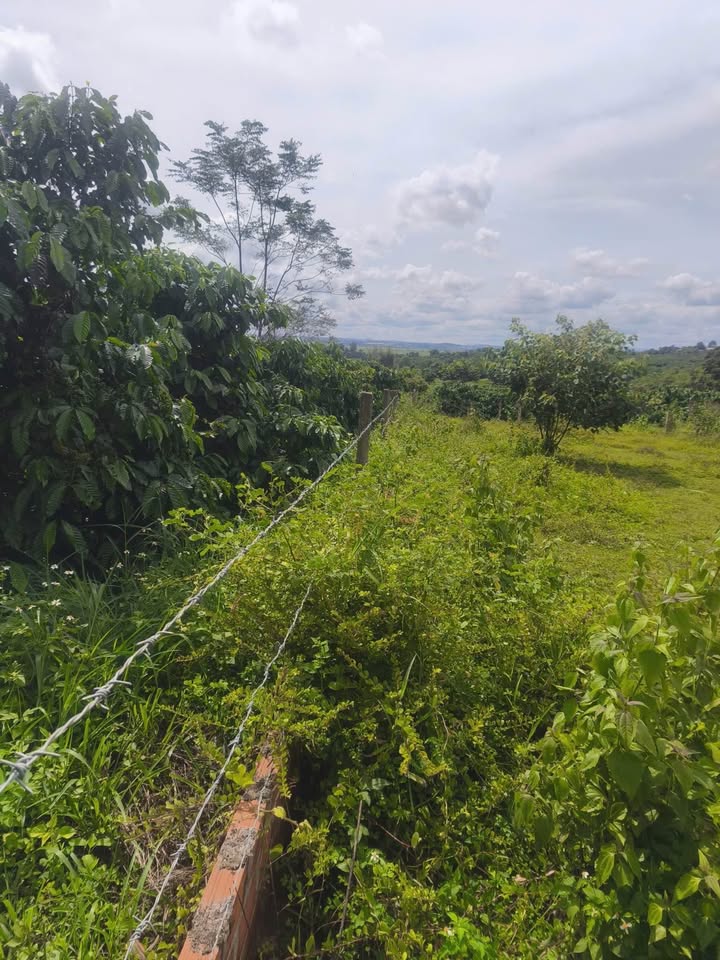 Đất thổ cư 280m² tại xã Glar, Đăk Đoa - Giá chỉ 11.2 tỷ, hướng Đông!