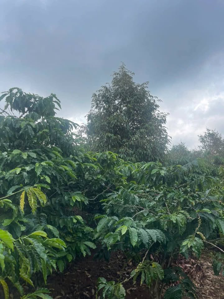 Đất Rẫy Hòa Đông 8100m² - Bán gấp, góc 2 mặt tiền