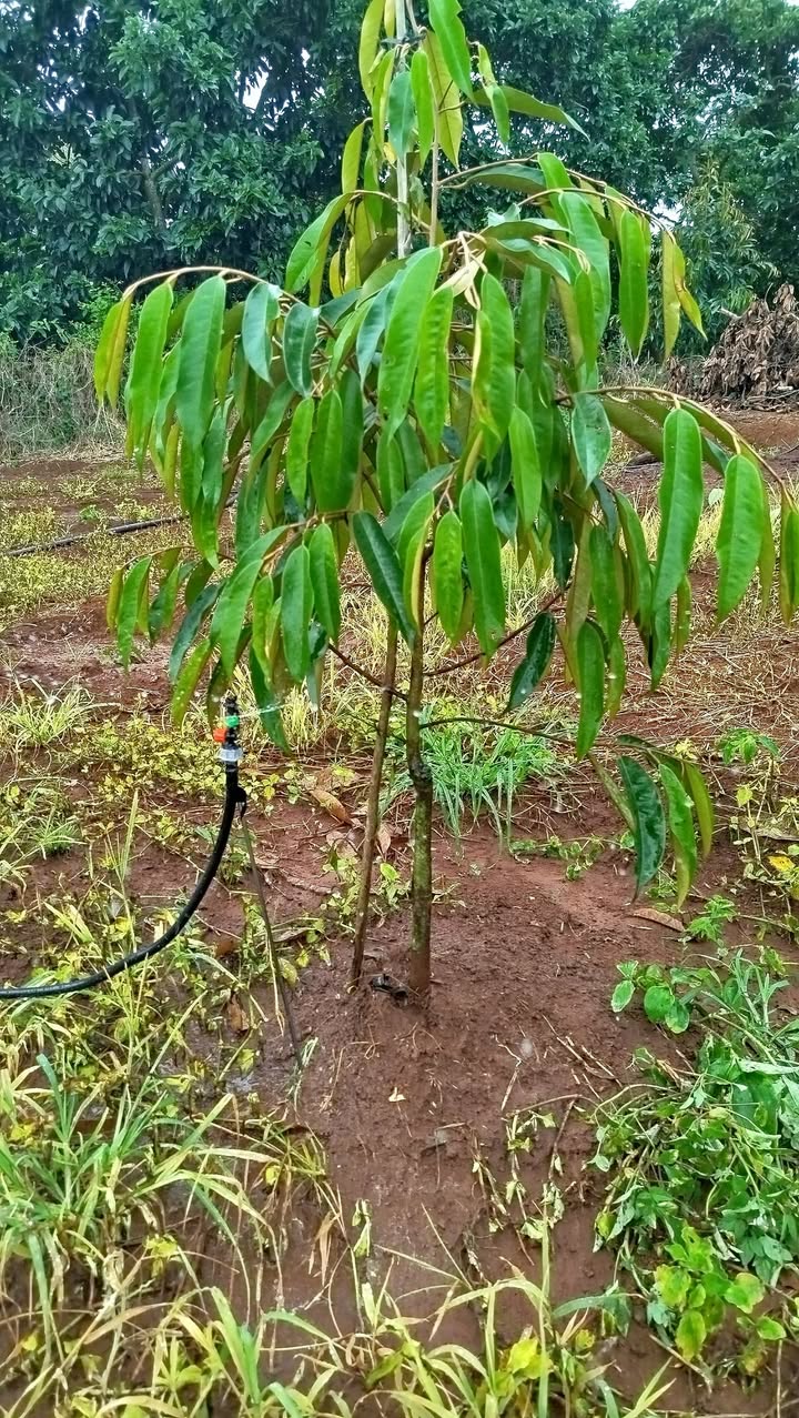 Đất Sào Vườn Sầu Riêng Xuân Bảo Cẩm Mỹ 28800m² - Pháp lý đầy đủ, giá thỏa thuận!