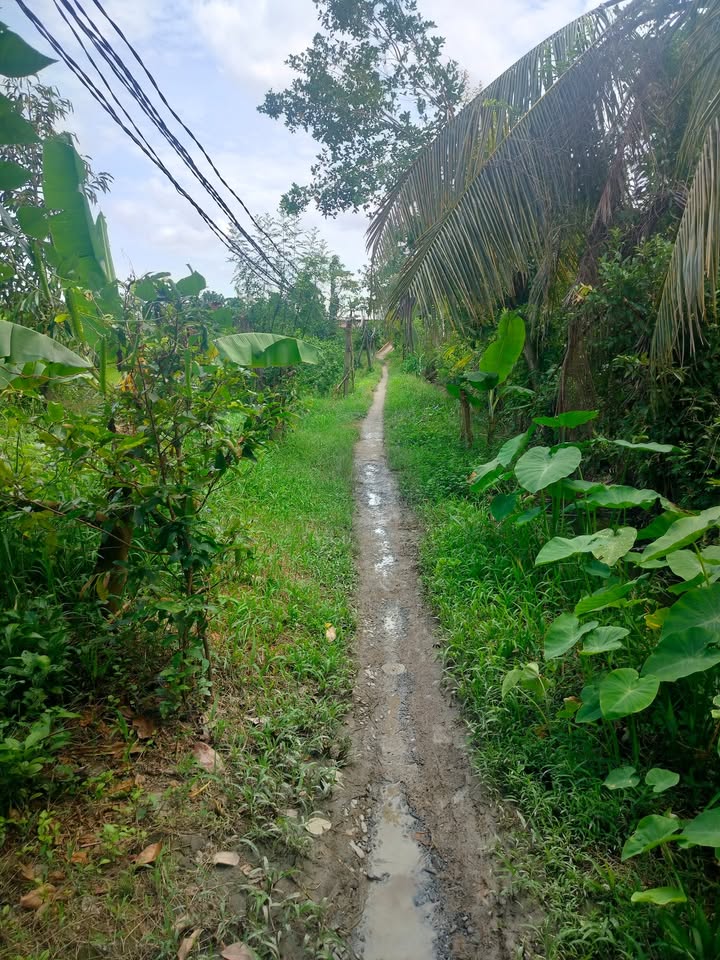 Đất thổ cư Hậu Mỹ Trinh 1000m² giá 450 triệu - Chính chủ tách thửa ngay!