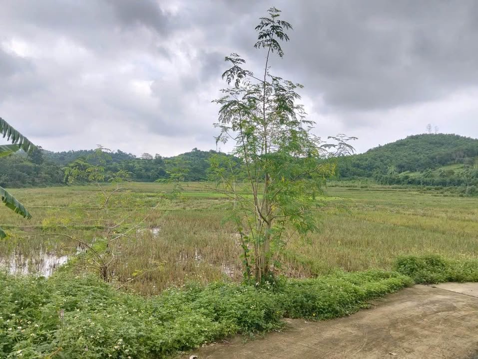 Đất chính chủ 1.240m² tại Cao Dương, Lương Sơn - Giá thỏa thuận, view đẹp!