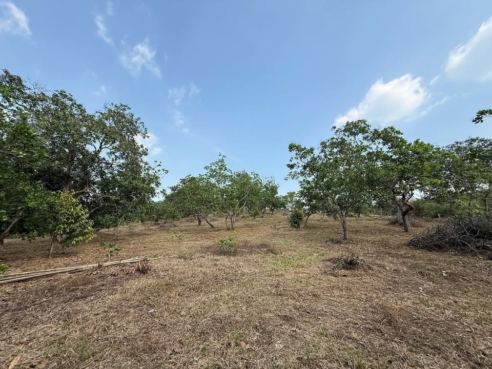 Đất nông nghiệp 2ha tại Thôn 11, Thống Nhất chỉ 1,9 tỷ - Tiềm năng chuyển đổi cây trồng