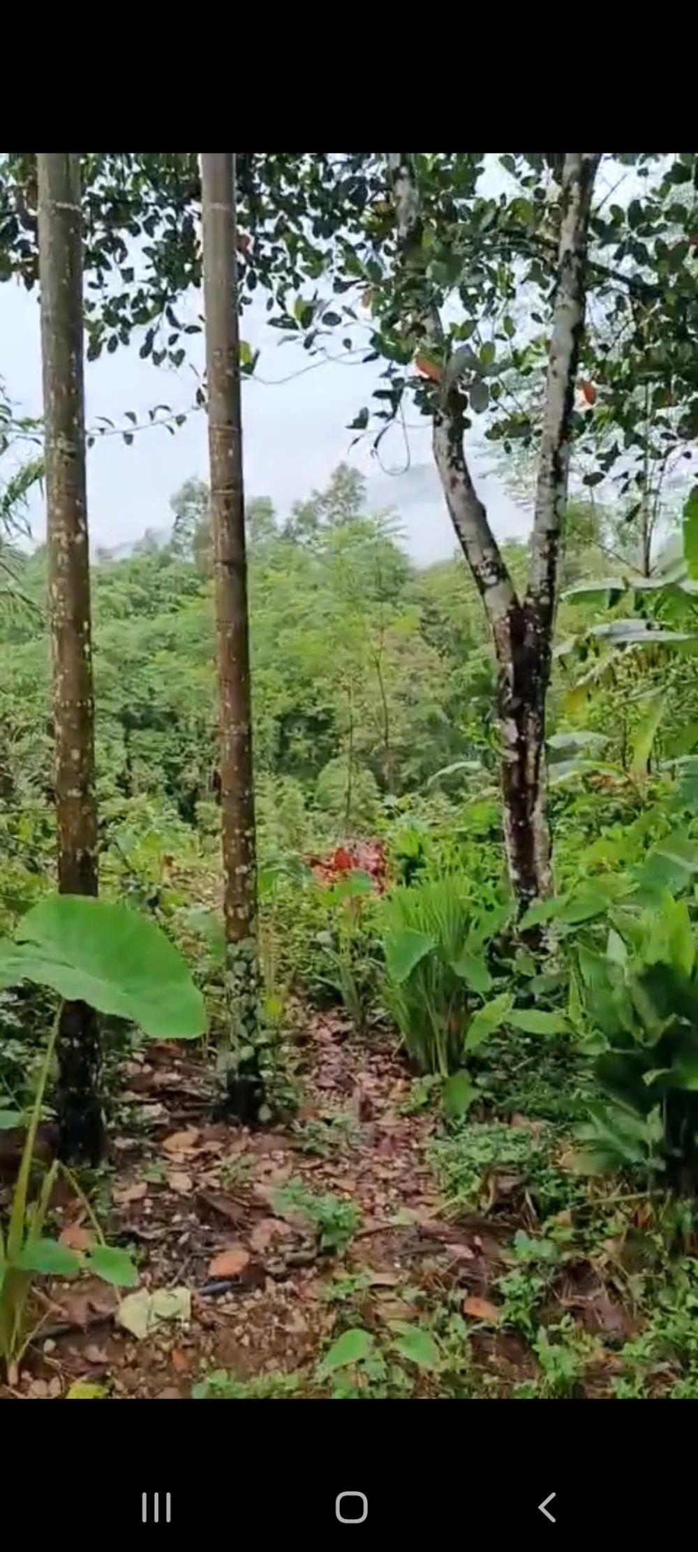 Đất nền Kim Bôi 2286m² giá chỉ 2.29 tỷ - Bám suối to, vị trí đẹp!