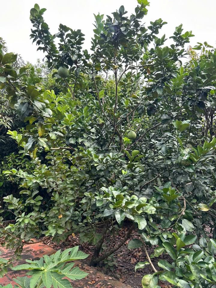 Bán vườn cây ăn trái Trung An Củ Chi 2000m² giá 6.5 tỷ - Cơ hội đầu tư hấp dẫn!