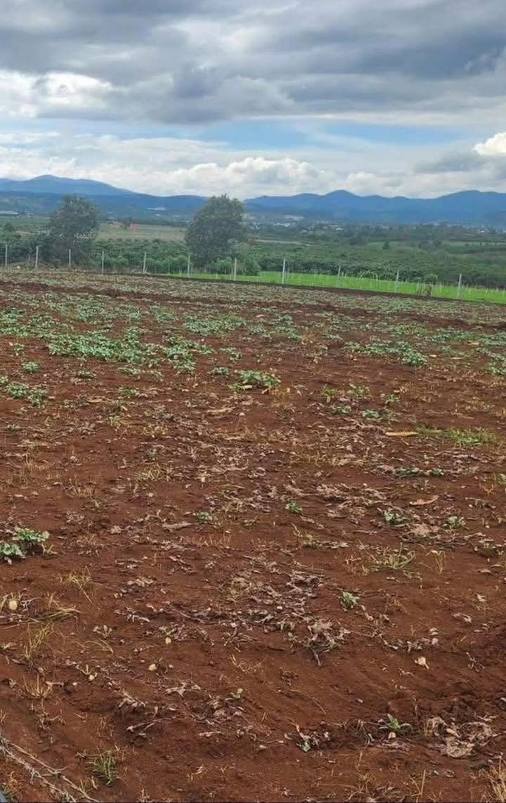 Đất vườn Tân Hội, Đức Trọng 5,3 sào giá 1,641 tỷ - Cơ hội đầu tư tuyệt vời!