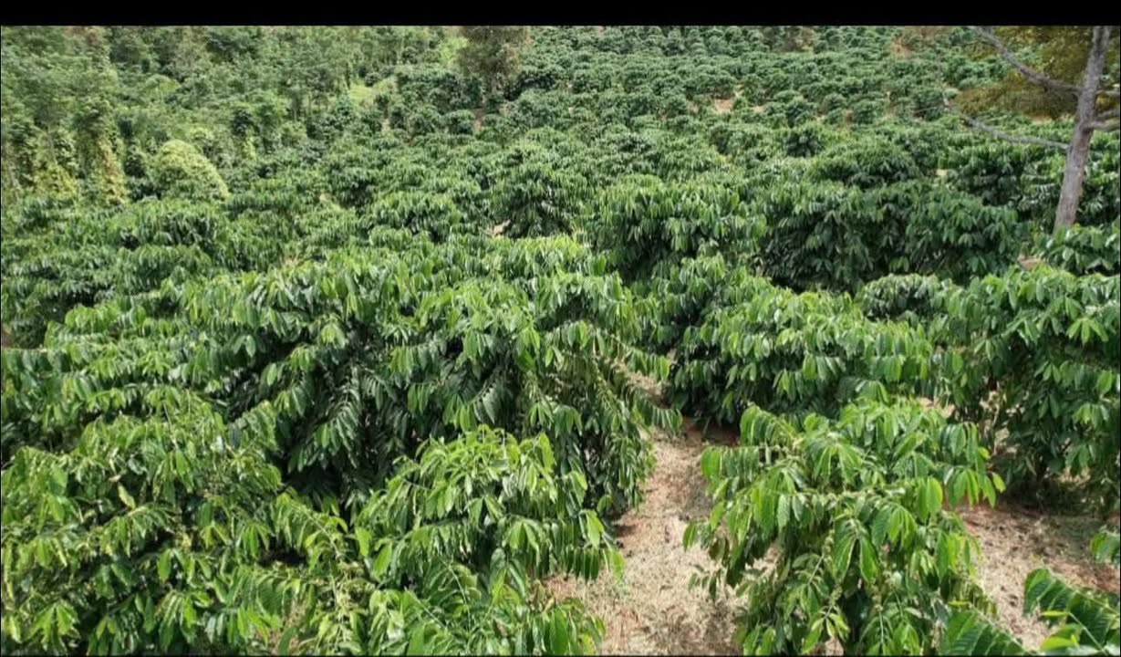 Farm 4,1ha tại Đắk Mil giá 9 tỷ - Địa thế đẹp, dễ làm!