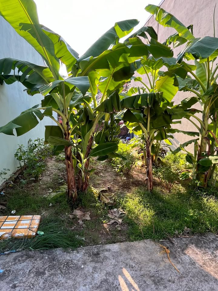 Đất thổ cư Hà Liễu, Quế Võ 70m² - Cơ hội đầu tư hấp dẫn!