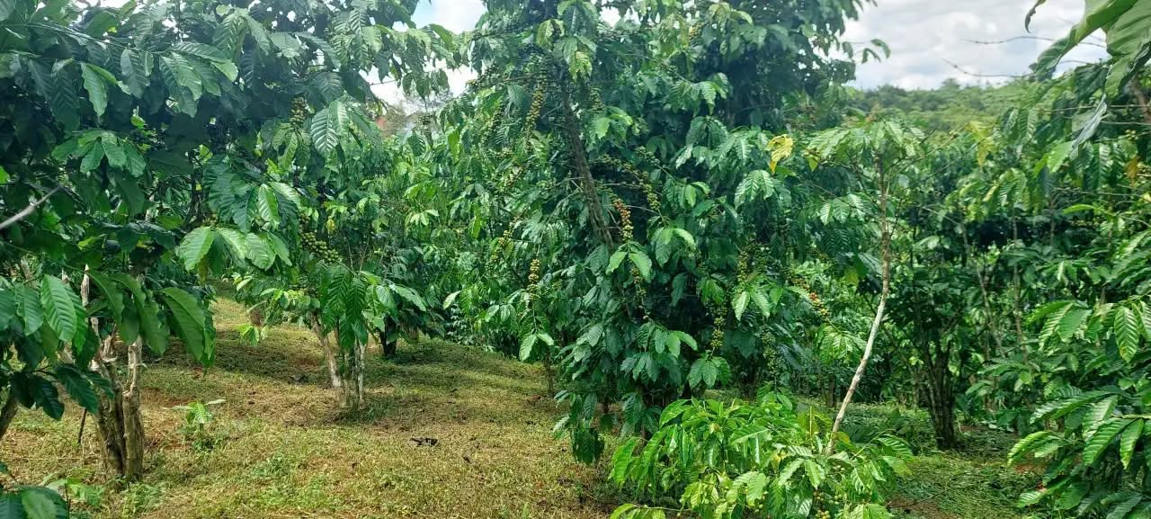 Đất nền 1806m² hẻm Trần Khánh Dư, Lộc Phát, Bảo Lộc - Giá chỉ 1.6 tỷ, thương lượng thoải mái!