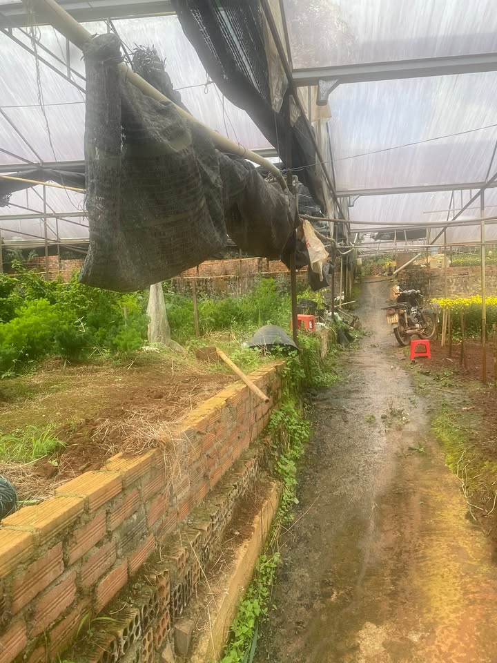 Đất nền Quốc lộ 20, Di Linh 1115m² giá 3 tỷ - Sổ đỏ chính chủ, thương lượng ngay!