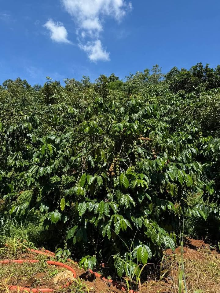 Farm 1ha tại Nghĩa Đức, Gia Nghĩa - Đầu tư sinh lời chỉ 4.1 tỷ!