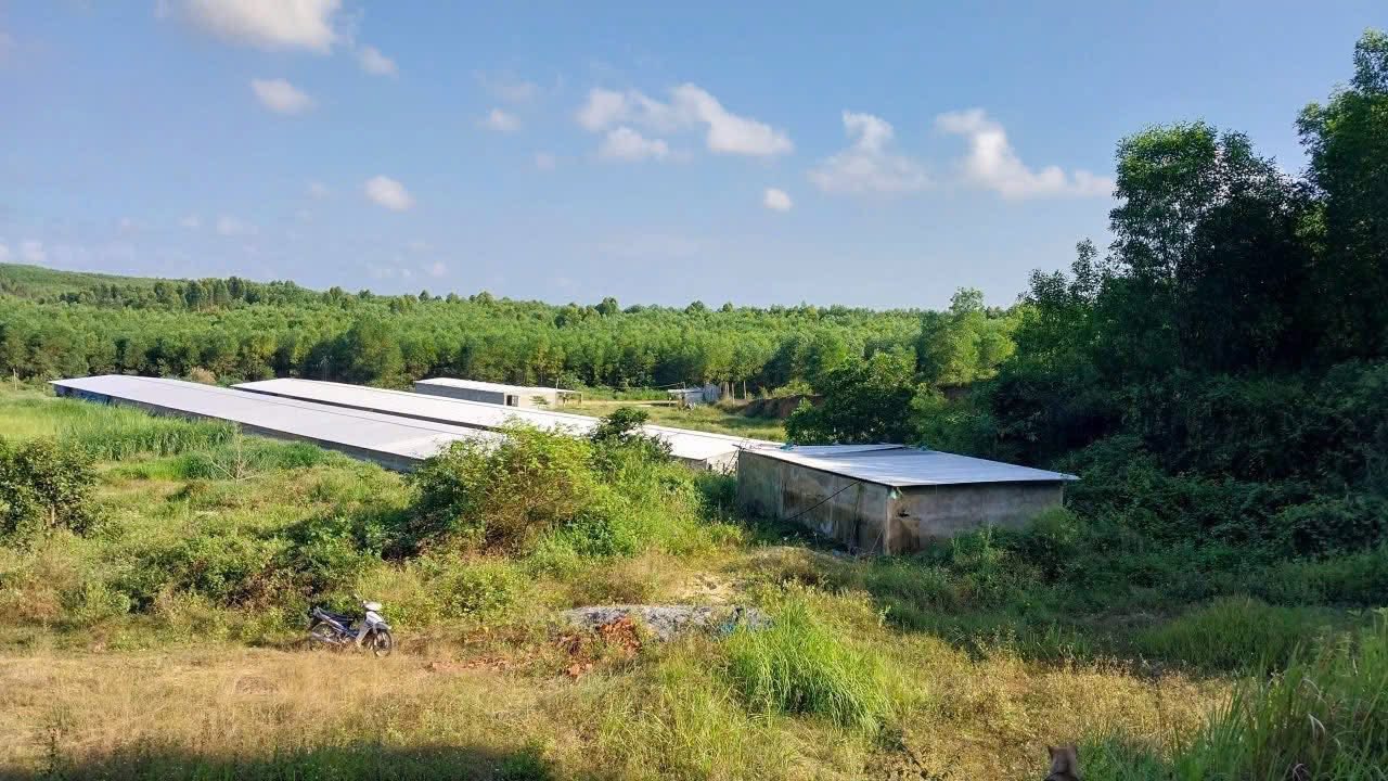 Farm 27.448m² tại xã Bình Chương, huyện Bình Sơn - Cơ hội đầu tư tuyệt vời!