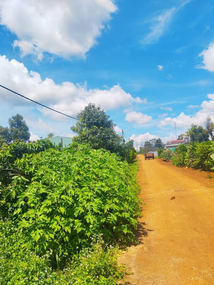 Đất vườn cà phê 3220m² tại xã Ia Kênh, Gia Lai - Tặng hơn 300 cây cà đẹp chuẩn bị thu hoạch!