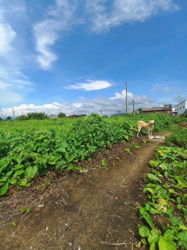 Đất nông nghiệp 1678m² tại Đằng Thành, Hàm Hiệp - Giá chỉ 500 triệu!