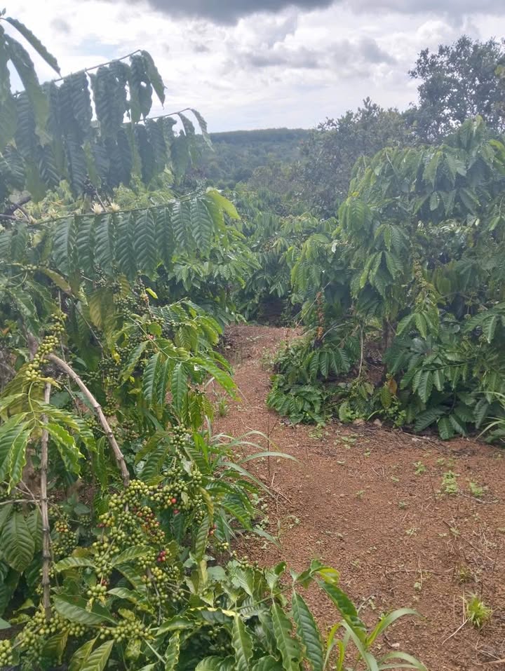 Đất Farm Ea Khal 9.4ha giá 1.2 tỷ - Đầu tư sinh lời ngay!