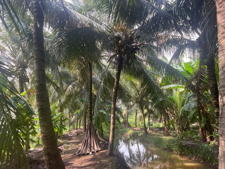 Đất vườn dừa 3 công tại xã Vang Quới Đông, Bến Tre - Giá chỉ 1.05 tỷ