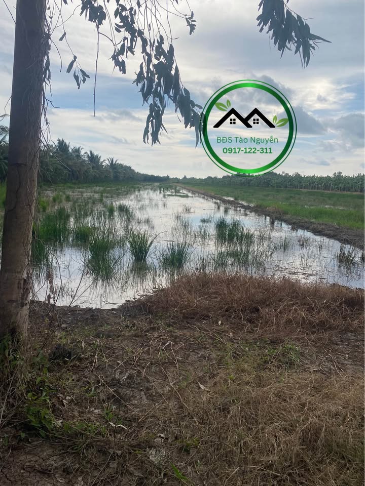 Đất ruộng xã Khánh Hội, huyện U Minh 15000m² giá 1.5 tỷ - Sổ hồng chính chủ!