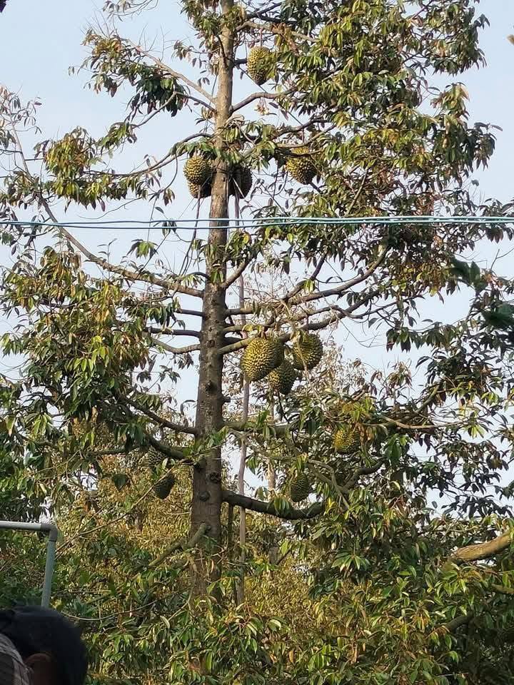 Bán gấp Farm 2 công 3 đất tại ấp Thủy Tây, Tiền Giang - Giá chỉ 1.625 tỷ!