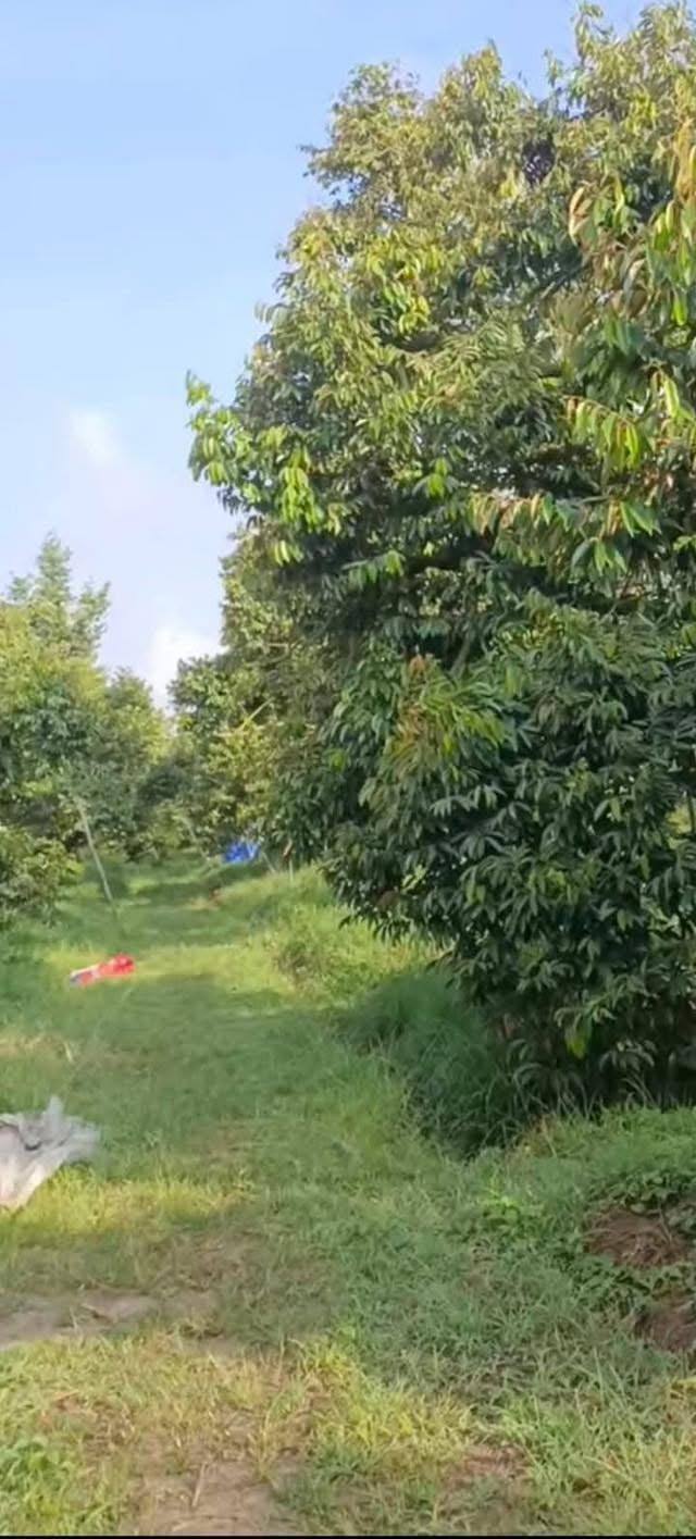 Farm sầu riêng 30000m² tại ấp 12 Long Trung, Cai Lậy - Chỉ 2.85 tỷ VND!