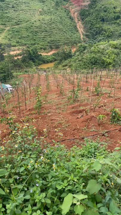 Farm 2ha tại Quảng Khê, Đắk Nông - Đang kinh doanh cà phê và chanh dây