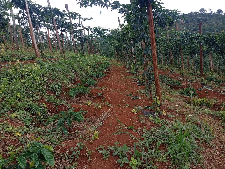 Đất vườn Trường Xuân 8.000m² giá chỉ 1.6 tỷ - Cơ hội đầu tư hấp dẫn!