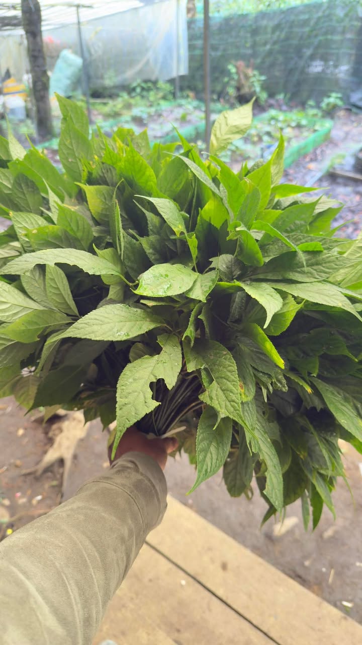 Đất mặt tiền Phan Đình Giót, Hội An 89.1m² giá 2.5 tỷ - Cơ hội đầu tư tuyệt vời!