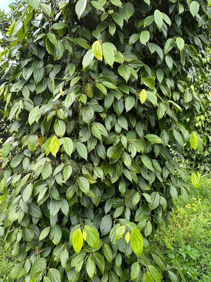 Đất nông nghiệp 20.000m² tại Trường Xuân, Đắk Nông giá 2.95 tỷ - Cơ hội đầu tư hấp dẫn!