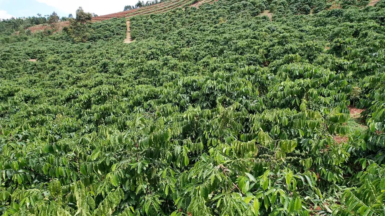 Đất Farm 4,1ha tại Đức Minh, Đắk Mil - Cơ hội đầu tư tuyệt vời!