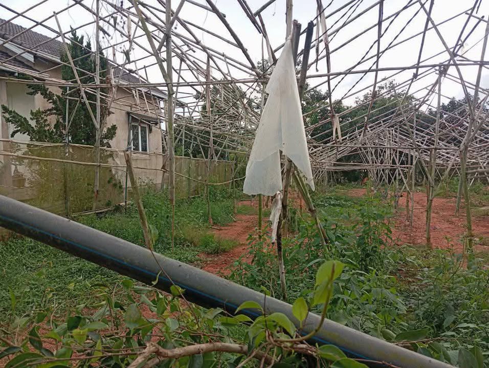 Đất xây dựng tại Lạc Dương, 145m², giá 1.55 tỷ - Tiềm năng phát triển cao!