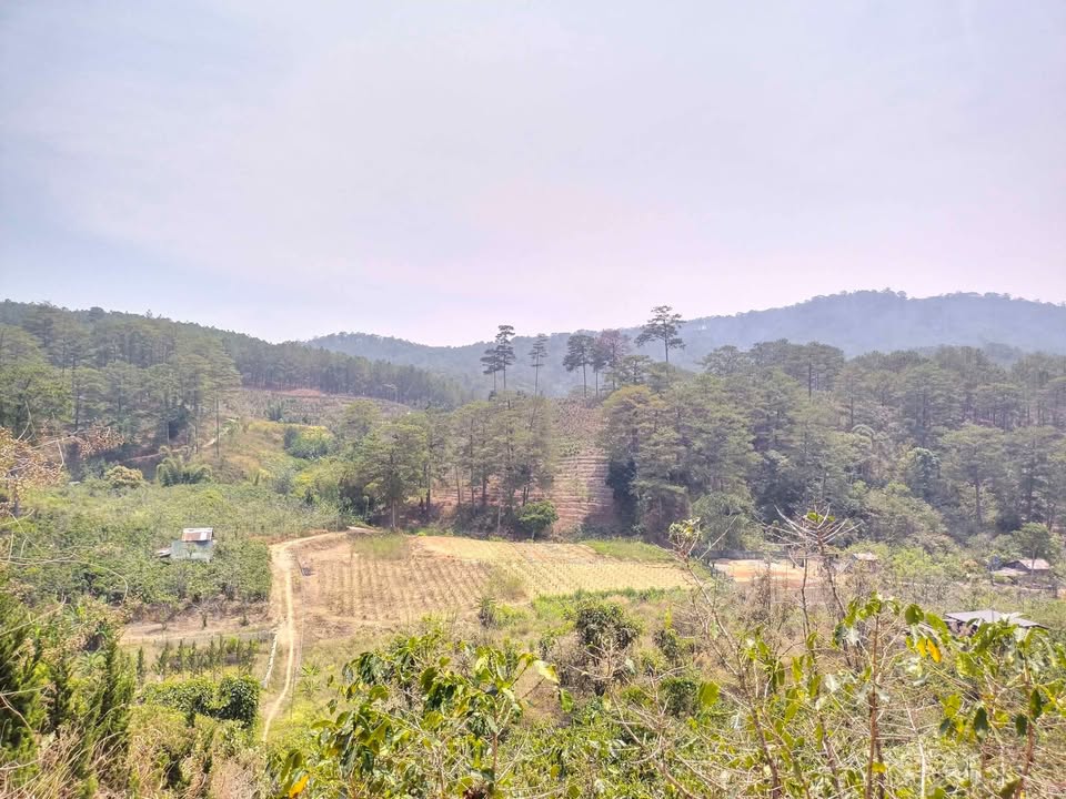 Đất nền đường Mimosa, phường 10 Đà Lạt 3000m² giá 1.3 tỷ - Cơ hội đầu tư không thể bỏ lỡ!