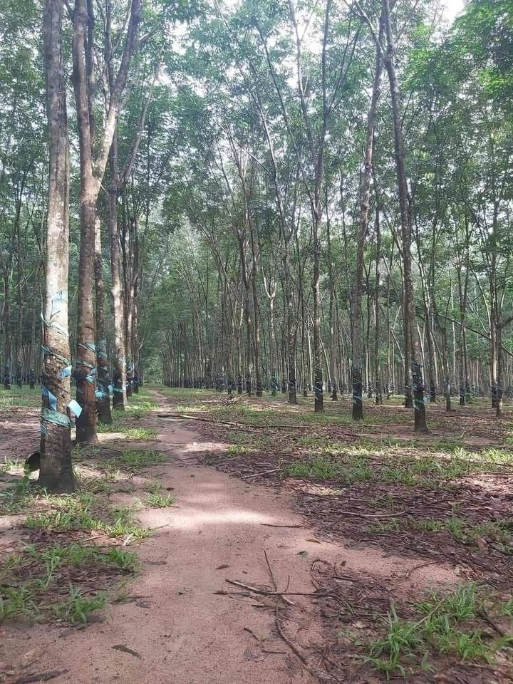 Đất nền 1ha tại Gia An, Tánh Linh - Giá chỉ 1.2 tỷ, sổ đỏ chính chủ!